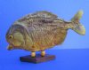 10 inches Large Dried Piranha Fish on Stand for Sale - Buy this one for $59.99