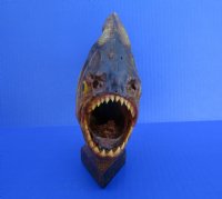 10 inches Large Dried Piranha Fish on Stand for Sale - Buy this one for $59.99