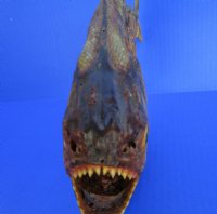 10 inches Large Dried Piranha Fish on Stand for Sale - Buy this one for $59.99