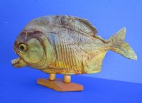 10 by 5-7/8 inches Authentic Large Dried Taxidermy Piranha Fish for Sale on Wood Base - Buy this one for $59.99