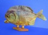 10 by 5-7/8 inches Authentic Large Dried Taxidermy Piranha Fish for Sale on Wood Base - Buy this one for $59.99