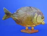 10 by 5-7/8 inches Authentic Large Dried Taxidermy Piranha Fish for Sale on Wood Base - Buy this one for $59.99