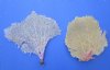 2 Authentic Dried Large Atlantic Sea Fan Corals for Sale 16 inches and 12 inches - Buy these 2 for $18 each