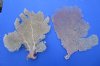 2 Large Sun Dried Atlantic Sea Fan Corals for Sale 16 and 16-1/2 inches - Buy these 2 for $18 each