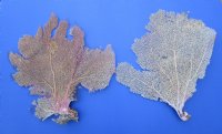 2 Large Sun Dried Atlantic Sea Fan Corals for Sale 16 and 16-1/2 inches - Buy these 2 for $18 each