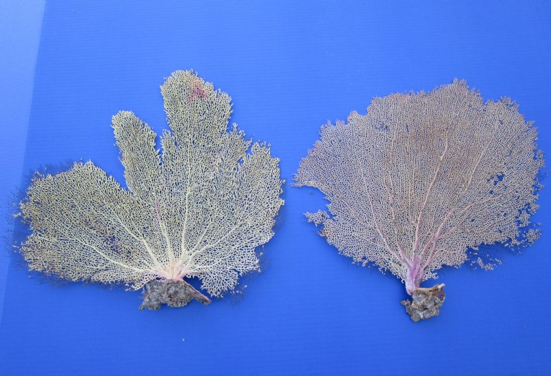 Two Dried Atlantic Sea Fan Corals for Sale 15 by 14 inches and 16 by 14