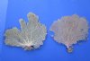 Two Large Dried Atlantic Sea Fan Corals for Sale 15 by 14 inches and 16 by 14 inches - Buy the 2 pictured for $18 each