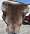 Real Reindeer Hide, Skin, Fur Without Legs, 47 by 41 inches - Buy this one for $109.99