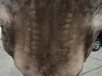 Real Reindeer Hide, Skin, Fur Without Legs, 47 by 41 inches for $99.99