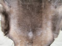 43 by 40 inches Reindeer Fur, Skin, Hide, Without Legs, $99.99