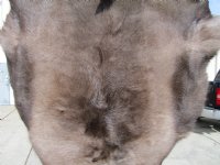 46 by 40 inches Reindeer Fur, Hide, Skin for Sale, Without Legs, for $99.99