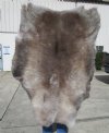 48 by 35 inches Authentic Finland Reindeer Skin, Hide, Fur Without Legs, for Sale - Buy this one for $109.99