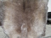 48 by 35 inches Authentic Finland Reindeer Skin, Hide, Fur Without Legs, for $99.99