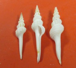 2 to 3 inches Small White Spindle Shells <font color=red> Wholesale</font> -  500 @ .22 each