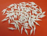 2 to 3 inches Small White Spindle Shells <font color=red> Wholesale</font> -  600 @ .15 each