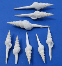 3 to 3-7/8 inches White Spindle Shells for Crafts, a slender spiral shaped shell - 100 @ .56 each