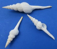 5 to 6 inches White Spindle Shells for Seashell Christmas Crafts  - Packed 25 @ $1.15 each; Pack of 50 @ $1.05 each;