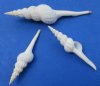 5 to 6 inches White Spindle Shells for Seashell Christmas Crafts  - Packed 25 @ $1.15 each; Pack of 50 @ $1.05 each;
