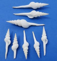 5 to 6 inches White Spindle Shells for Seashell Christmas Crafts  - Packed 25 @ $1.15 each; Pack of 50 @ $1.05 each;