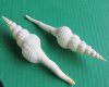 6 to 7 inches <font color=red> Wholesale</font> Large White Spindle Shells for Sale in Bulk, White Craft Shells - Case of 125 @ .85 each