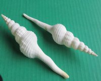 6 to 7 inches Large White Spindle Shells for Sale in Bulk for Seashell Wedding Crafts and Seashell Ornaments - Pack of 25 @ $1.53 each; Pack of 50 @ $1.36 each