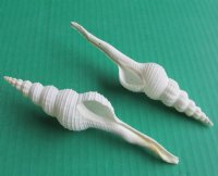 6 to 7 inches Large White Spindle Shells for Sale in Bulk for Seashell Wedding Crafts and Seashell Ornaments - Pack of 25 @ $1.53 each; Pack of 50 @ $1.36 each