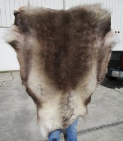 45 by 39 inches Reindeer Fur, Hide, Skin Without Legs
