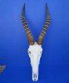 Authentic African Blesbok Skull with 16 and 16-1/2 inches Horns <font color=red> Good Quality</font>- Buy this one for $94.99