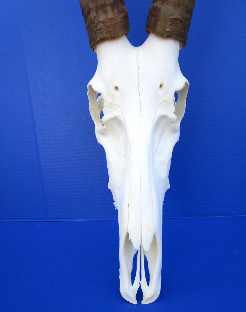 Authentic African Blesbok Skull with 16 and 16-1/2 inches Horns