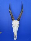 Real African Blesbok Skull with 13-3/4 inches horns  <font color=red> Good Quality</font> - Buy this one for $94.99