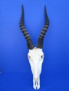 <font color=red> Grade A</font> Large Blesbok Skull with 15-3/4 inches Horns - Buy this one for $99.99