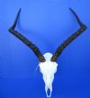<font color=red> Good Quality Large</font> Impala Skull with 21-1/2 inches Horns - Buy this one for $119.99