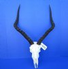 Large African Impala Skull with 21-1/2 inches Horns for Sale - Buy this one for $119.99