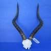 African Impala Skull Plate, Cap with 20-3/4 and 21 inches Horns - Buy this one for $69.99