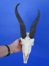 Male Springbok Skull with 8-3/8 and 10-3/8 inches Horns for $79.99
