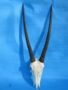 Gemsbok Skull Plate, Cap with 31 and 32 inches Horns - Buy this one for $89.99
