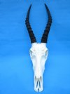 <font color=red> Grade A</font> Blesbok Skull with 13-7/8 and 14 inches Horns - Buy this one for $89.99