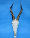 Huge African Blesbok Skull with 16 inches Horns for Sale <font color=red> Good Quality</font> - Buy this one for $94.99