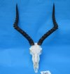 Authentic African Impala, Antelope Skull with 19-3/4 and 20 inches Horns <font color=red> Good Quality</font> - Buy this one for $119.99