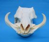 13 inches Authentic Warthog Skull with 6 inches Ivory Tusks for Sale <font color=red> Good Quality</font> - Buy this one for $149.99