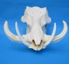 15 inches <font color=red> Discount Huge</font> Warthog Skull with 8-3/4 and 9-1/2 inches Ivory Tusks (large crack running part of length of skull) - Buy this one for $159.99