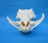 13-3/4 inches African Warthog Skull for Sale with 6-1/4 inches Tusks <font color=red> Good quality</font> - Buy this one for $149.99