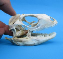 3-1/4 inches Authentic Iguana Skull for Sale, Beetle Cleaned, Not Whitened for $74.99)