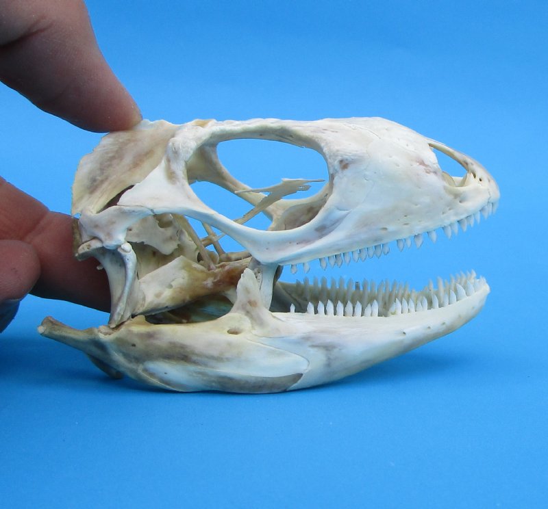 3-1/4 inches Authentic Iguana Skull for Sale