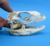 3-1/4 inches Authentic Iguana Skull for Sale, Beetle Cleaned, Not Whitened - Buy this one for <font color=red> $74.99</font> (Plus $8.50 First Class Mail)