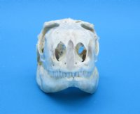 3-1/4 inches Authentic Iguana Skull for Sale, Beetle Cleaned, Not Whitened for $74.99)