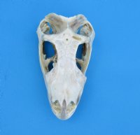 3-1/4 inches Authentic Iguana Skull for Sale, Beetle Cleaned, Not Whitened for $74.99)