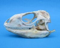 3-1/4 inches Authentic Iguana Skull for Sale, Beetle Cleaned, Not Whitened for $74.99)