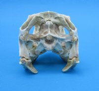 3-1/4 inches Authentic Iguana Skull for Sale, Beetle Cleaned, Not Whitened for $74.99)