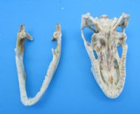 3-1/4 inches Authentic Iguana Skull for Sale, Beetle Cleaned, Not Whitened for $74.99)